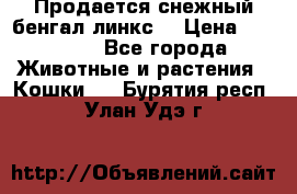 Продается снежный бенгал(линкс) › Цена ­ 25 000 - Все города Животные и растения » Кошки   . Бурятия респ.,Улан-Удэ г.